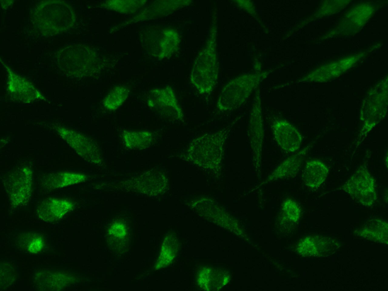 APOOL Antibody - BSA Free