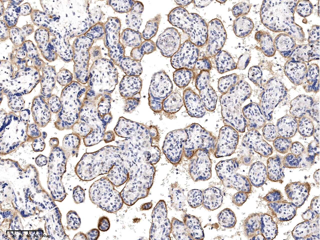 APOOL Antibody - BSA Free