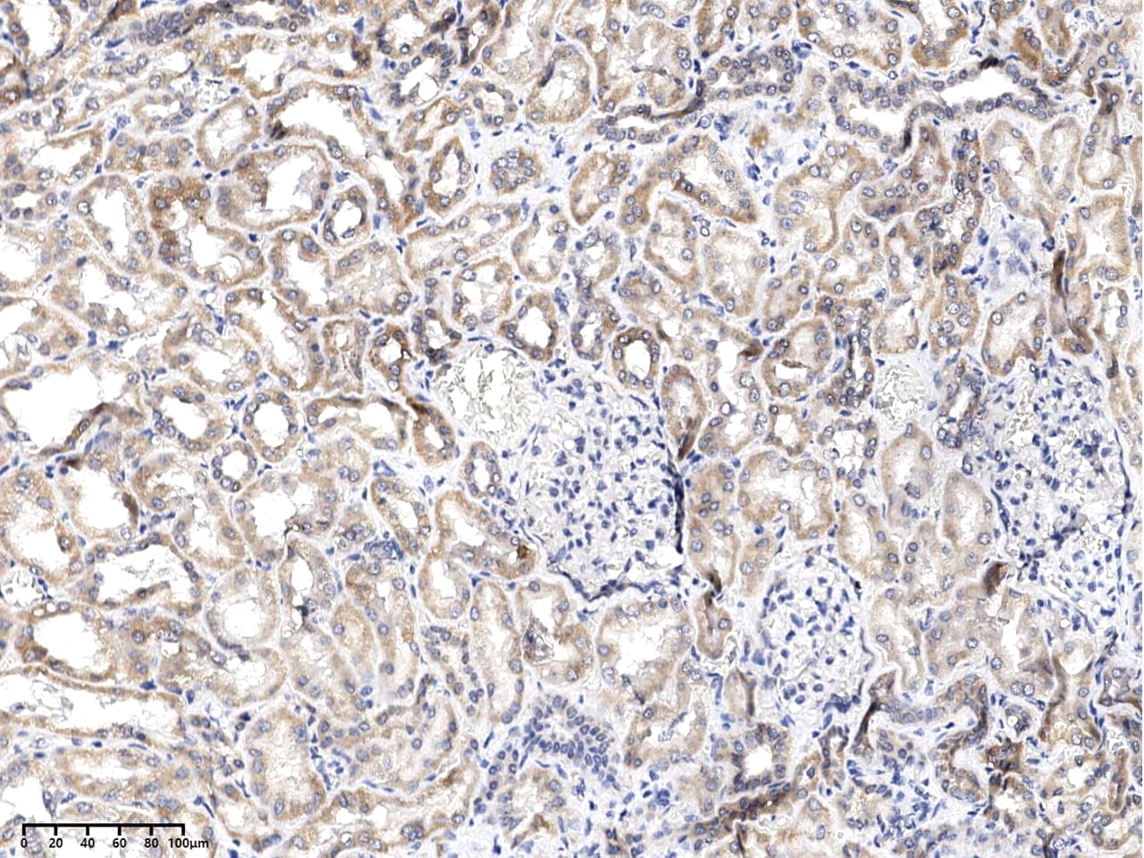 APOOL Antibody - BSA Free