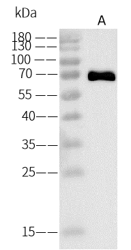 Rabies Virus Glycoprotein Antibody - Azide and BSA Free