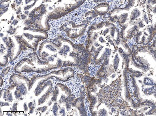 Rabbit anti-Mouse IgG1 Secondary Antibody (20)