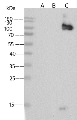 VZV gH/gL Antibody - (Oka vaccine) - Azide and BSA Free