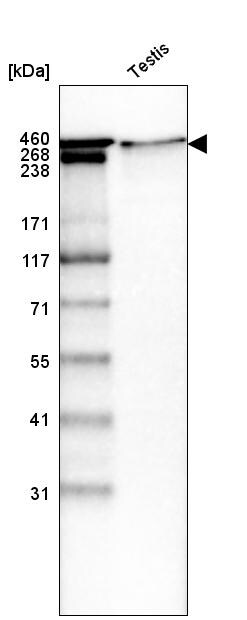 Laminin Antibody (CL2968) - Azide and BSA Free Western Blot: Laminin Antibody [NBP3-43781]