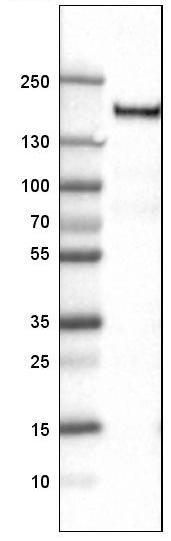CD11b Antibody (CL1719) - Azide and BSA Free Western Blot: CD11b Antibody [NBP3-43784]