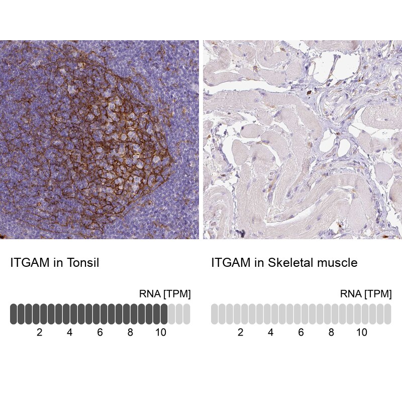 CD11b Antibody (CL1719) - Azide and BSA Free Immunohistochemistry-Paraffin: CD11b Antibody [NBP3-43784]