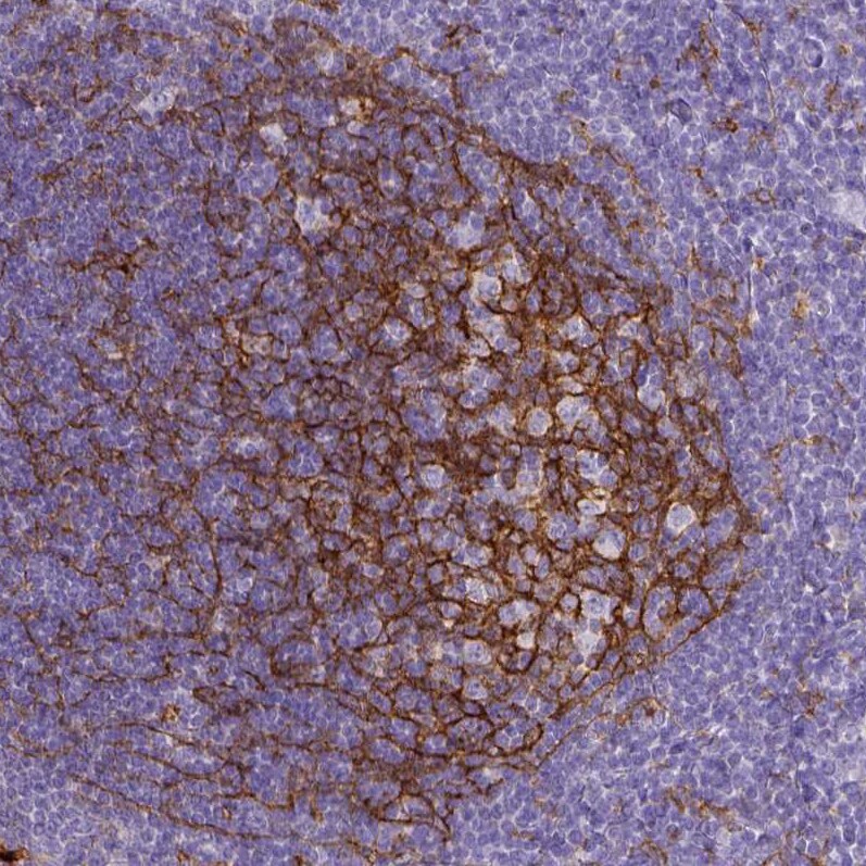 CD11b Antibody (CL1719) - Azide and BSA Free Immunohistochemistry-Paraffin: CD11b Antibody [NBP3-43784]