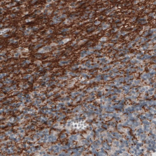 MOG Antibody (CL2852) - Azide and BSA Free Immunohistochemistry-Paraffin: MOG Antibody [NBP3-43785]