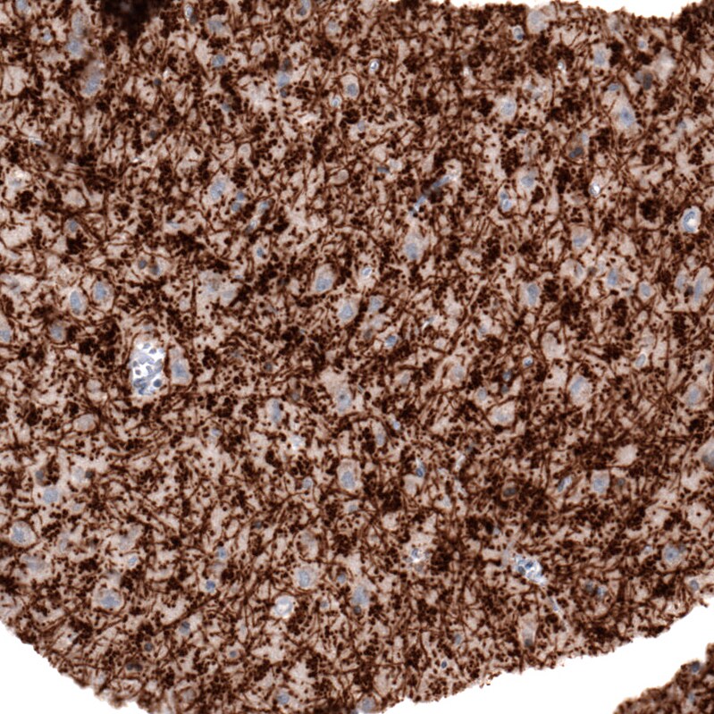 MOG Antibody (CL2858) - Azide and BSA Free Immunohistochemistry-Paraffin: MOG Antibody [NBP3-43786]