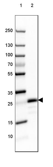 MOG Antibody (CL2858) - Azide and BSA Free Western Blot: MOG Antibody [NBP3-43786]
