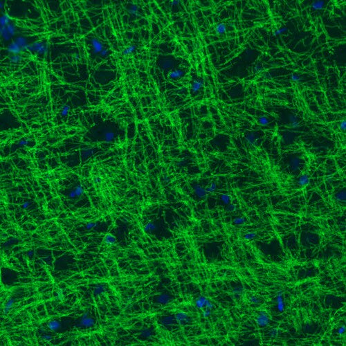 MOG Antibody (CL2858) - Azide and BSA Free Immunohistochemistry-Paraffin: MOG Antibody [NBP3-43786]