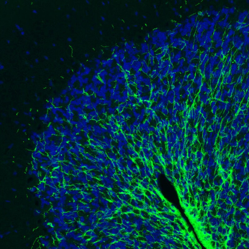 MOG Antibody (CL2858) - Azide and BSA Free Immunohistochemistry-Paraffin: MOG Antibody [NBP3-43786]