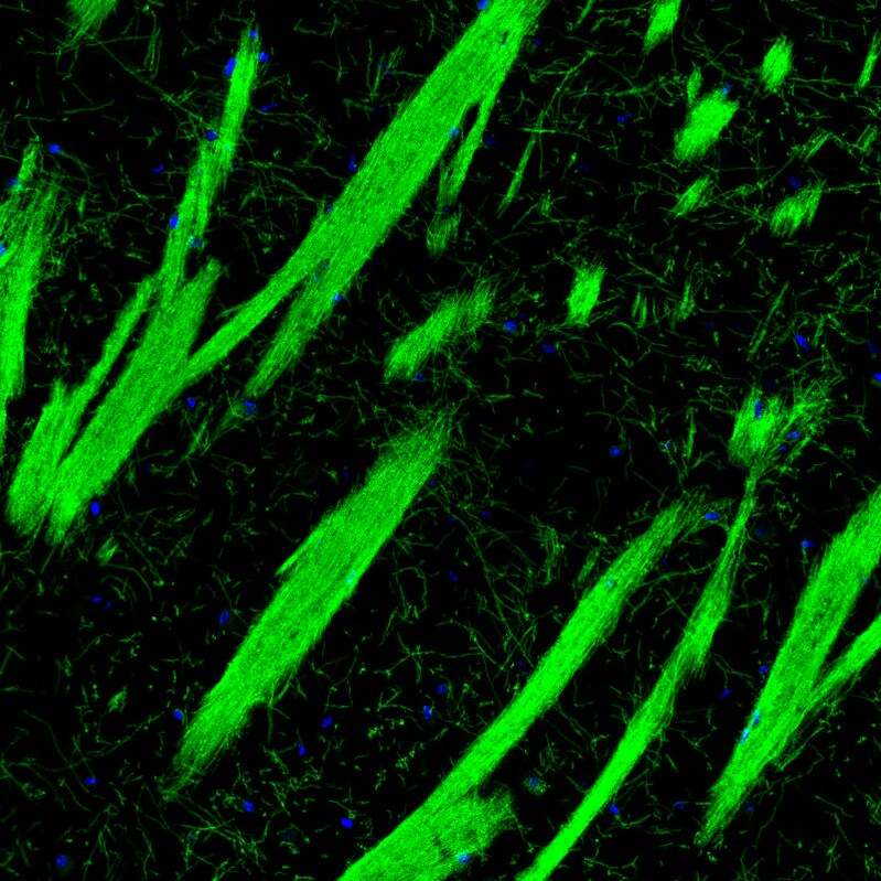 MOG Antibody (CL2858) - Azide and BSA Free Immunohistochemistry-Paraffin: MOG Antibody [NBP3-43786]