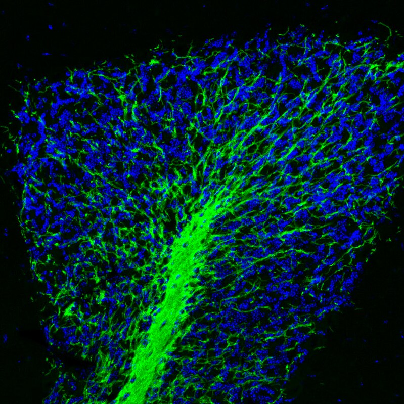MOG Antibody (CL2858) - Azide and BSA Free Immunohistochemistry-Paraffin: MOG Antibody [NBP3-43786]