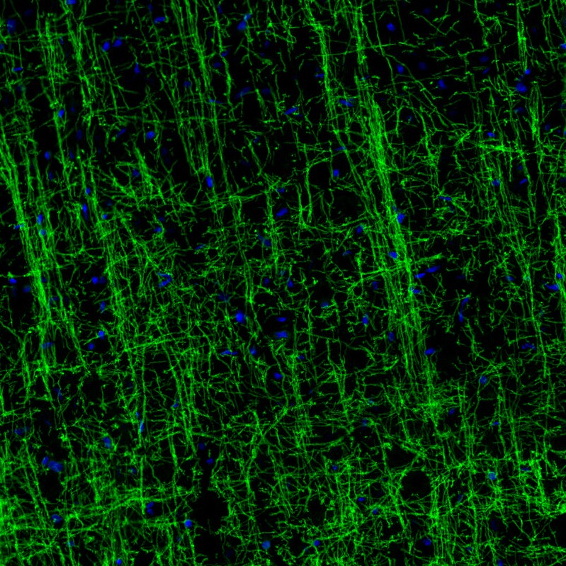MOG Antibody (CL2858) - Azide and BSA Free Immunohistochemistry-Paraffin: MOG Antibody [NBP3-43786]