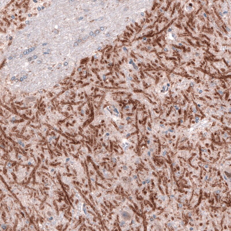 VIAAT/SLC32A1/VGAT Antibody (CL2793) - Azide and BSA Free Immunohistochemistry-Paraffin: VIAAT/SLC32A1/VGAT Antibody [NBP3-43787]