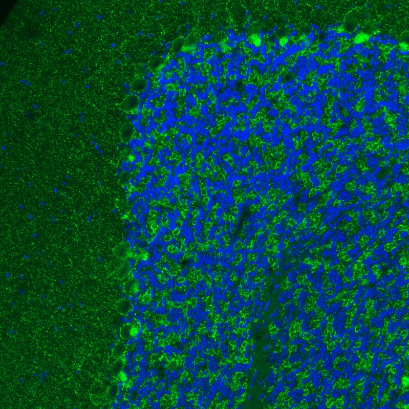 VIAAT/SLC32A1/VGAT Antibody (CL2793) - Azide and BSA Free Immunohistochemistry-Paraffin: VIAAT/SLC32A1/VGAT Antibody [NBP3-43787]
