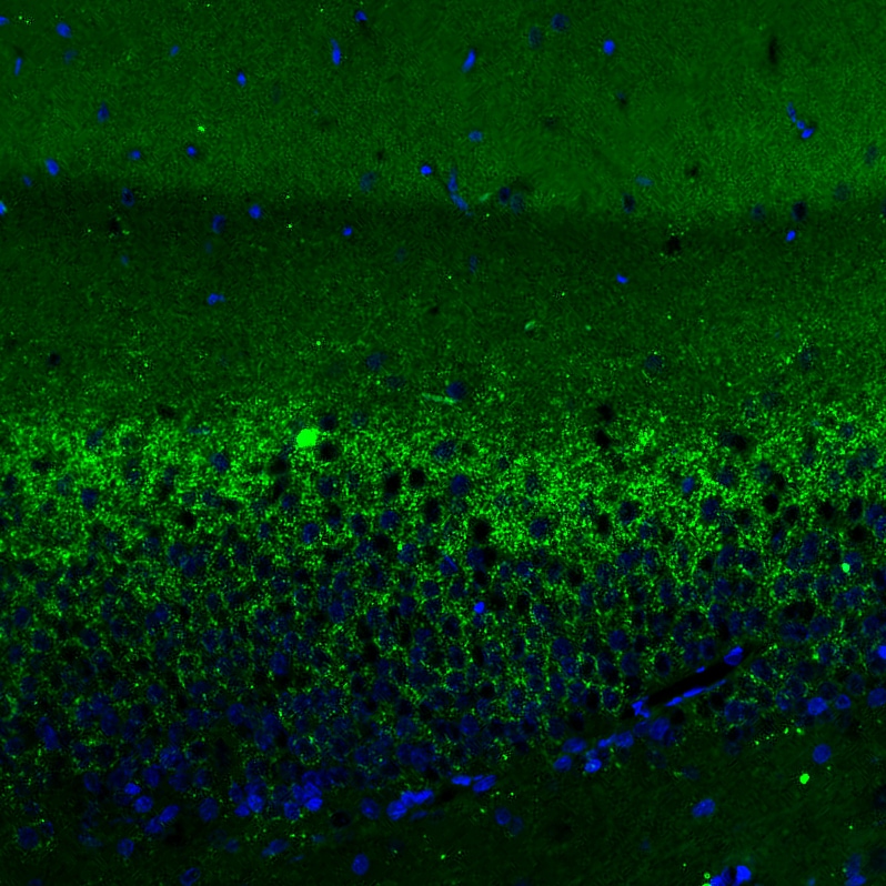 VGLUT2 Antibody (CL2921) - Azide and BSA Free Immunohistochemistry-Paraffin: VGLUT2 Antibody [NBP3-43788]