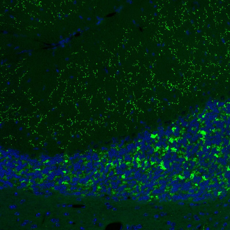 VGLUT2 Antibody (CL2952) - Azide and BSA Free Immunohistochemistry-Paraffin: VGLUT2 Antibody [NBP3-43789]