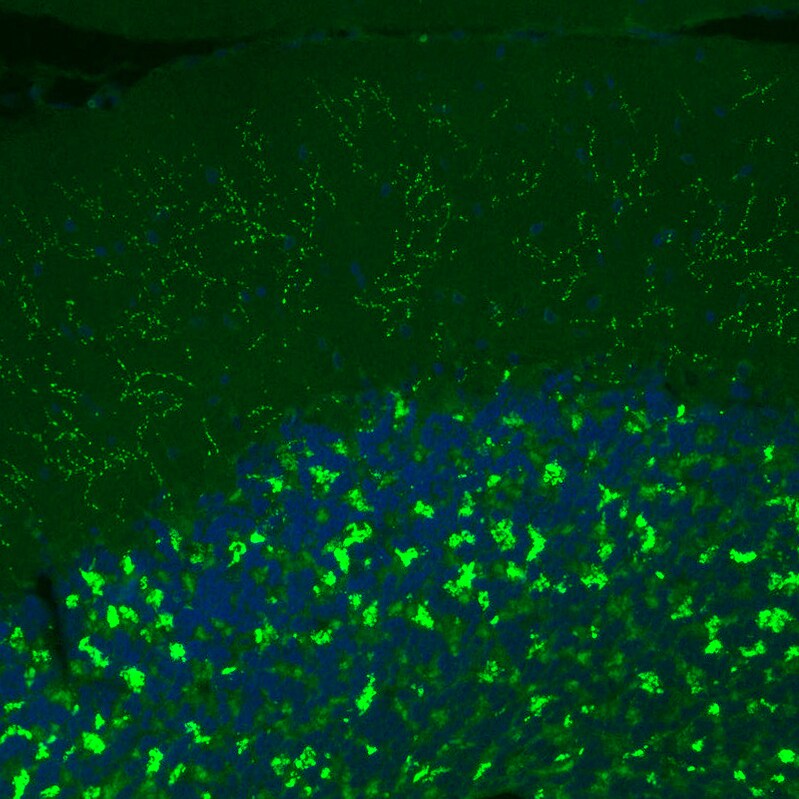 VGLUT2 Antibody (CL2952) - Azide and BSA Free Immunohistochemistry-Paraffin: VGLUT2 Antibody [NBP3-43789]