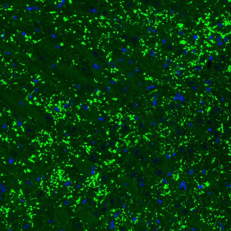 VGLUT2 Antibody (CL2952) - Azide and BSA Free Immunohistochemistry-Paraffin: VGLUT2 Antibody [NBP3-43789]