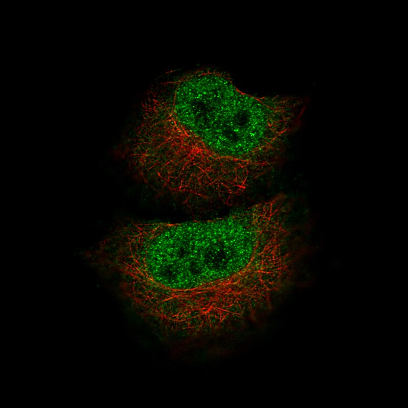 MBP Antibody (CL2819) - Azide and BSA Free Immunocytochemistry/ Immunofluorescence: MBP Antibody [NBP3-43790]
