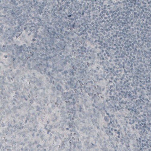 MBP Antibody (CL2819) - Azide and BSA Free Immunohistochemistry-Paraffin: MBP Antibody [NBP3-43790]