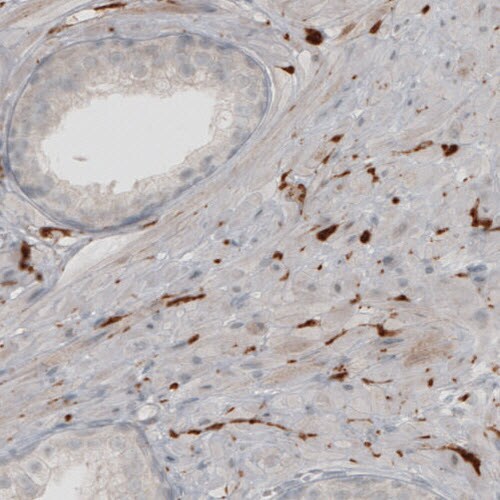 UCH-L1/PGP9.5 Antibody (CL3210) - Azide and BSA Free Immunohistochemistry-Paraffin: UCH-L1/PGP9.5 Antibody [NBP3-43791]