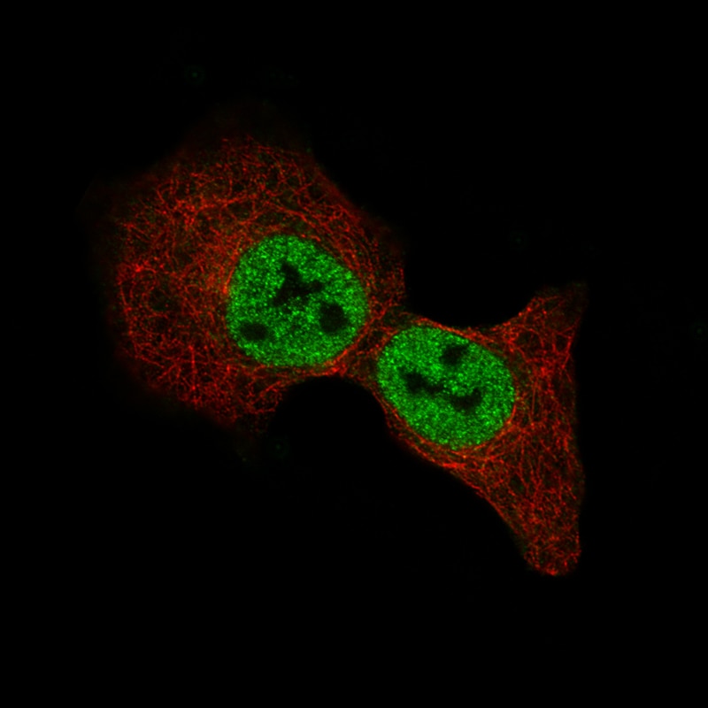 MBP Antibody (CL2827) - Azide and BSA Free Immunocytochemistry/ Immunofluorescence: MBP Antibody [NBP3-43792]