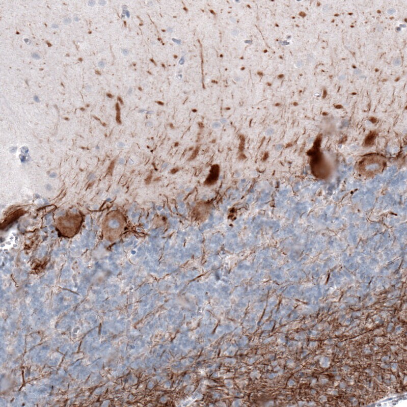 NF-H Antibody (CL2671) - Azide and BSA Free Immunohistochemistry-Paraffin: NF-H Antibody [NBP3-43795]