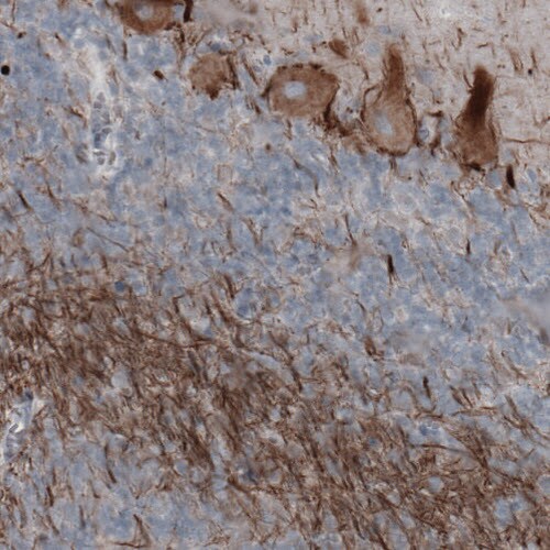 NF-H Antibody (CL2671) - Azide and BSA Free Immunohistochemistry-Paraffin: NF-H Antibody [NBP3-43795]