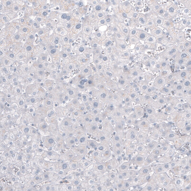 NF-H Antibody (CL2671) - Azide and BSA Free Immunohistochemistry-Paraffin: NF-H Antibody [NBP3-43795]