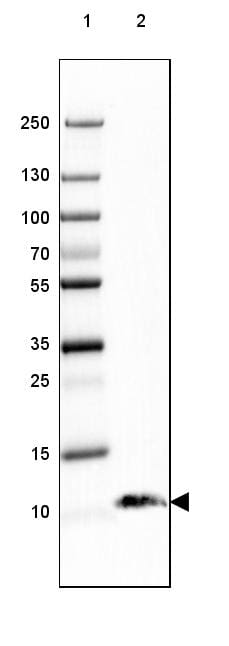 S100B Antibody (CL2720) - Azide and BSA Free Western Blot: S100B Antibody [NBP3-43801]