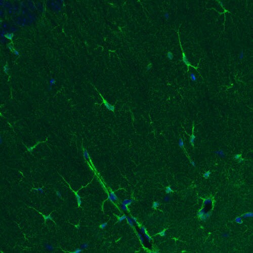 Glutamine Synthetase Antibody (CL2999) - Azide and BSA Free Immunohistochemistry-Paraffin: Glutamine Synthetase Antibody [NBP3-43805]
