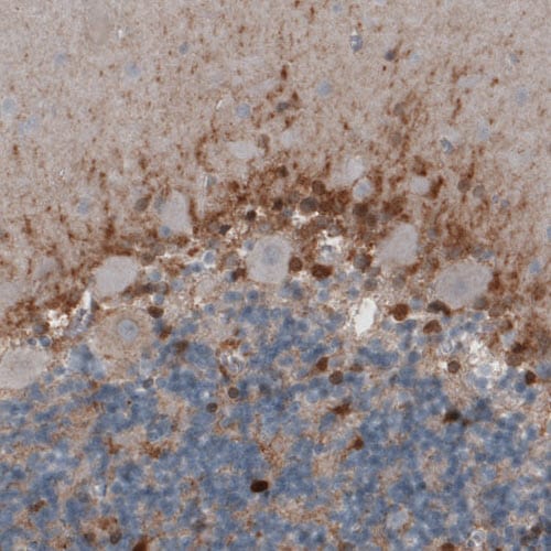 Glutamine Synthetase Antibody (CL3004) - Azide and BSA Free Immunohistochemistry-Paraffin: Glutamine Synthetase Antibody [NBP3-43806]