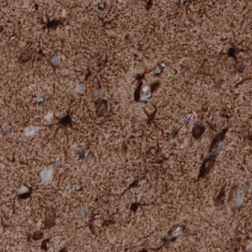Glutamine Synthetase Antibody (CL3013) - Azide and BSA Free Immunohistochemistry-Paraffin: Glutamine Synthetase Antibody [NBP3-43807]