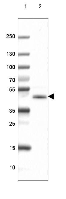CNPase Antibody (CL2887) - Azide and BSA Free Western Blot: CNPase Antibody [NBP3-43808]