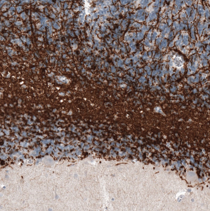 CNPase Antibody (CL2887) - Azide and BSA Free Immunohistochemistry-Paraffin: CNPase Antibody [NBP3-43808]