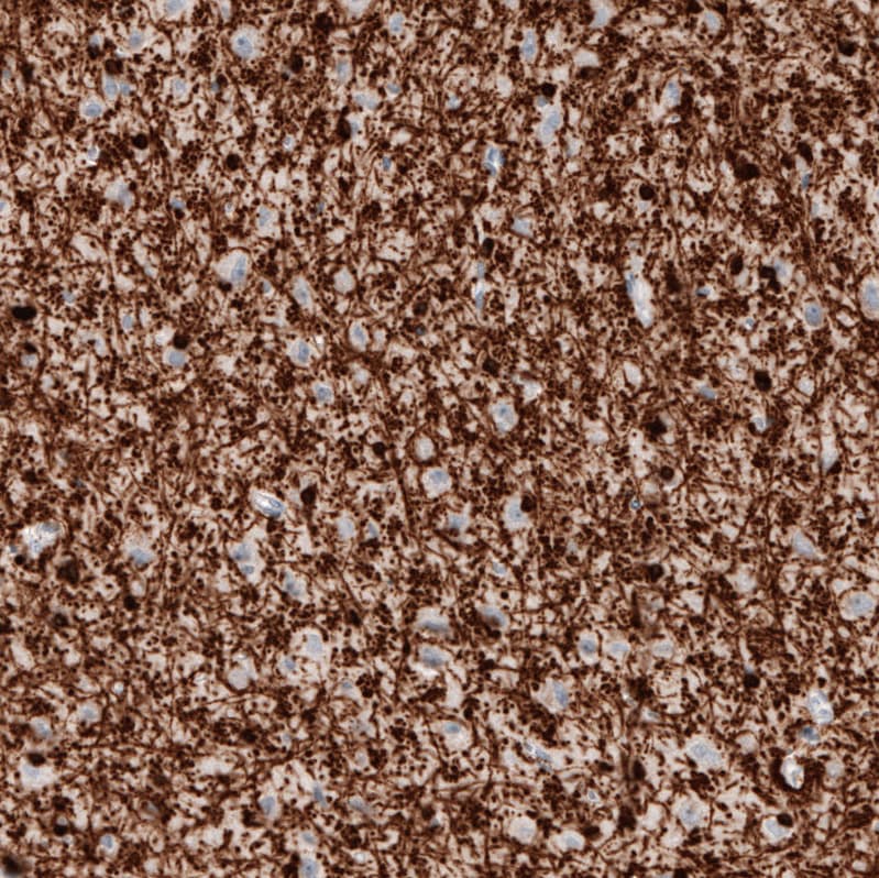 CNPase Antibody (CL2887) - Azide and BSA Free Immunohistochemistry-Paraffin: CNPase Antibody [NBP3-43808]