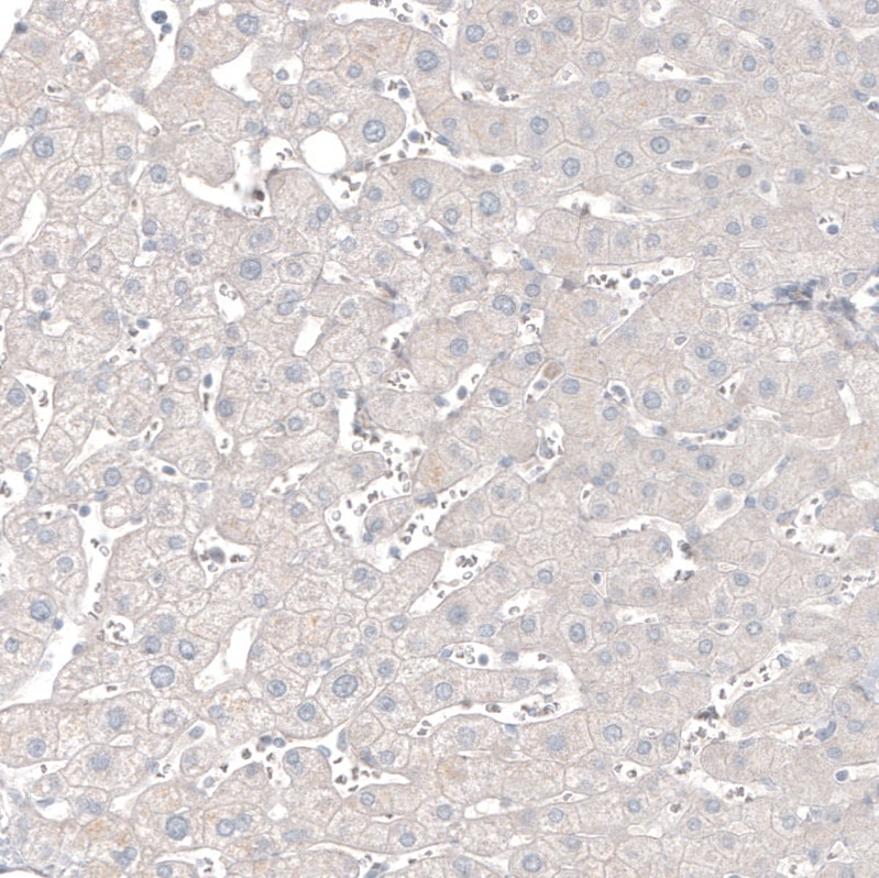 CNPase Antibody (CL2887) - Azide and BSA Free Immunohistochemistry-Paraffin: CNPase Antibody [NBP3-43808]