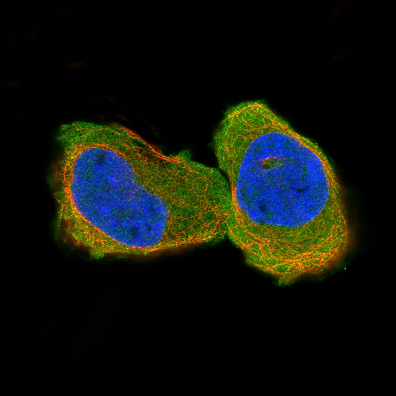 CNPase Antibody (CL2887) - Azide and BSA Free Immunocytochemistry/ Immunofluorescence: CNPase Antibody [NBP3-43808]