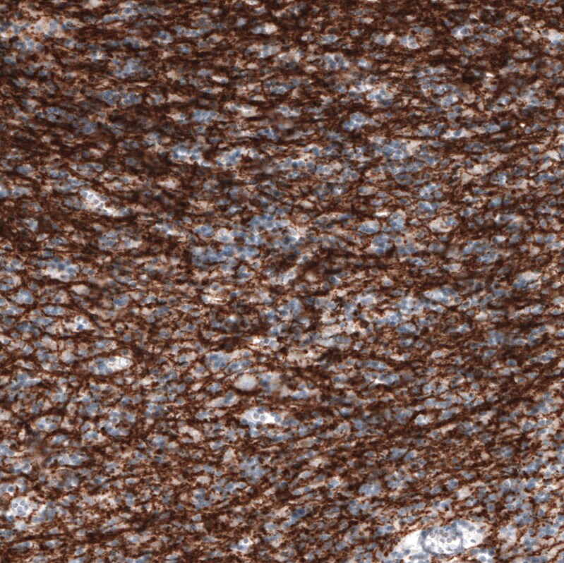 CNPase Antibody (CL2871) - Azide and BSA Free Immunohistochemistry-Paraffin: CNPase Antibody [NBP3-43809]