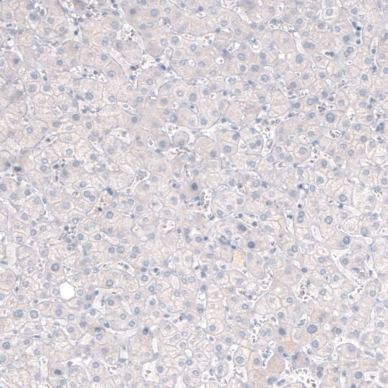 CNPase Antibody (CL2871) - Azide and BSA Free Immunohistochemistry-Paraffin: CNPase Antibody [NBP3-43809]