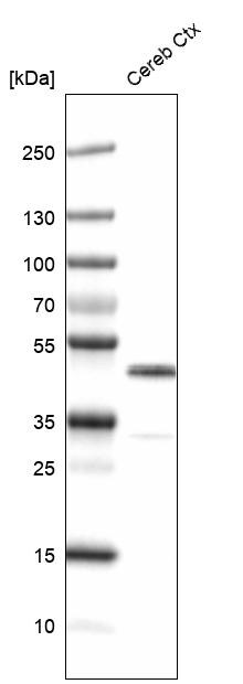 CNPase Antibody (CL2871) - Azide and BSA Free Western Blot: CNPase Antibody [NBP3-43809]