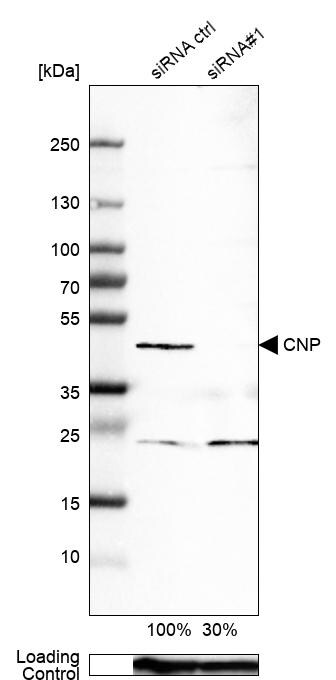 CNPase Antibody (CL2871) - Azide and BSA Free Western Blot: CNPase Antibody [NBP3-43809]