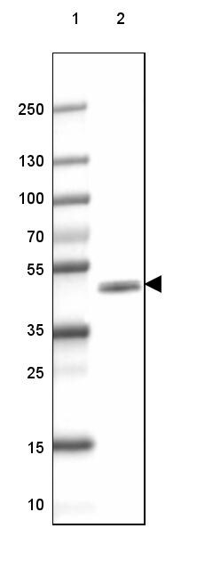 CNPase Antibody (CL2872) - Azide and BSA Free Western Blot: CNPase Antibody [NBP3-43810]