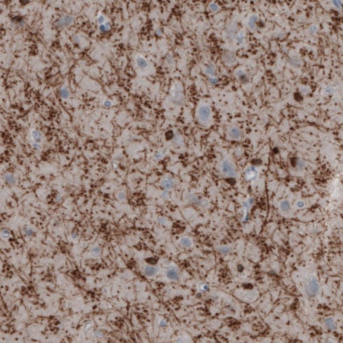 CNPase Antibody (CL2872) - Azide and BSA Free Immunohistochemistry-Paraffin: CNPase Antibody [NBP3-43810]