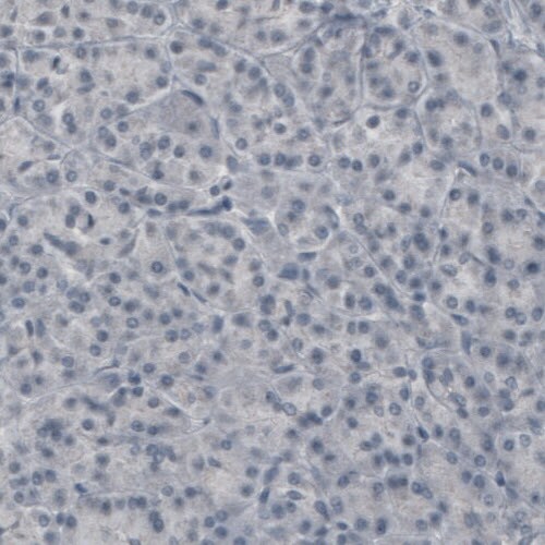 CNPase Antibody (CL2872) - Azide and BSA Free Immunohistochemistry-Paraffin: CNPase Antibody [NBP3-43810]