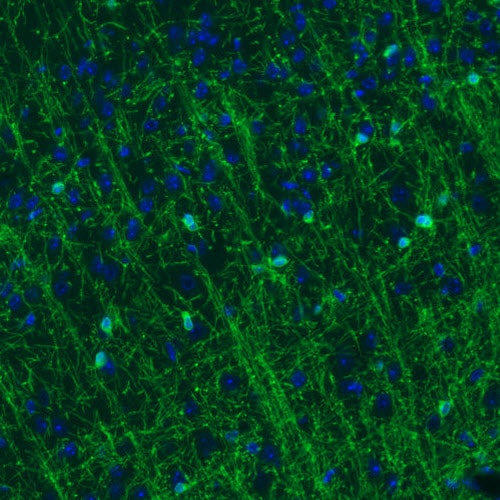 CNPase Antibody (CL2872) - Azide and BSA Free Immunohistochemistry-Paraffin: CNPase Antibody [NBP3-43810]