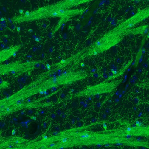 CNPase Antibody (CL2872) - Azide and BSA Free Immunohistochemistry-Paraffin: CNPase Antibody [NBP3-43810]