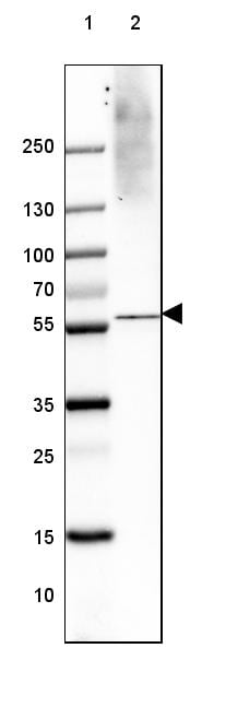 VGLUT1 Antibody (CL2754) - Azide and BSA Free Western Blot: VGLUT1 Antibody [NBP3-43811]